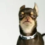 S5 cha po dbdl thai 1