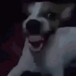 Asthma Laugh