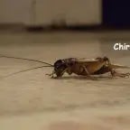 crickets chirping
