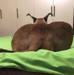 felipe (high quality 4)