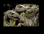 raptor call 2