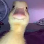 all i wanted was you hoodtrap