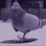 pigeon screams