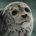 seal