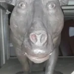 Especial Missa de Sétimo Dia do Porco Monobola