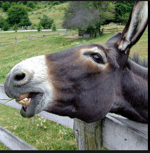 don pollo roberto martinez tanga