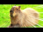 ok I pull up capybara meme
