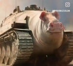 singing pig tank
