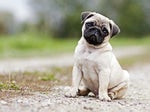 LCRP Dog Whining