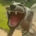 LaughingTjger