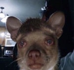 mao zedong propaganda music Red Sun in the Sky