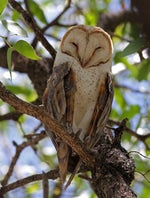 Barn owl 2