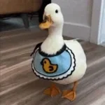 its a duck, a shack.
