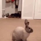 Run rabbit
