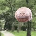 Flying spiral cat