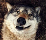Alpha Wolf