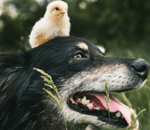 law and order sound effect