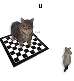 rat dance cat