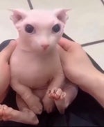 Tuco GET OUT Sound Effect