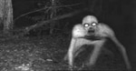 RUN
