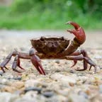 Well well well mauna