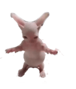 MAMAAAAA Mario sound effect