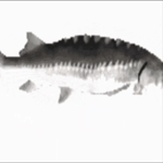 funky town low quality