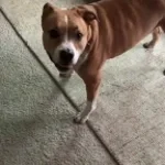 Two-liter explodes and stuns dog.