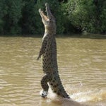 JANDA LEBIH SAKTI DARI PENDEKAR