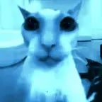 Vet will remove your balls now #cat #meowmemes #memes #mememeo - Sound