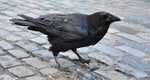Crow1
