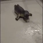 babysealonbothlanguages