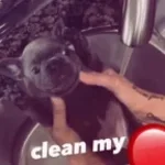 Wash my belly pibble