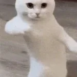 KAT