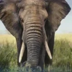 vpllf9z5u0a-elephant-0