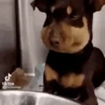 Lovely sad (tiktok original) (copy)