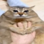 bali içiyo amına kodumun cocugu