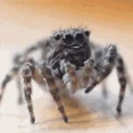 Bellende Spinne