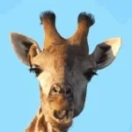 Vas-y Ma belle - Skittles