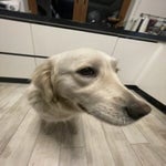 japierdziele (szymon)