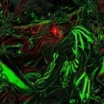 hacklord rejuvinate the rotten