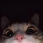 Sweet Dreams EARRAPE