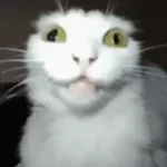 gato gago eu te pergunto