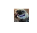 Clubbox on psychic island