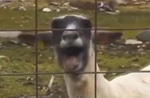 Goat Screaming