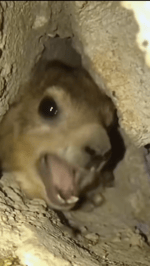 Rock hyrax screaming meme - Sound