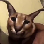 bruh