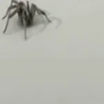 farting spider funny