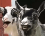 Laughing Goats