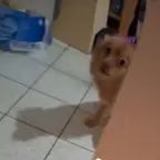 Mon chien essaye de me voir tout nu